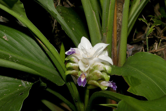 Curcuma parviflora