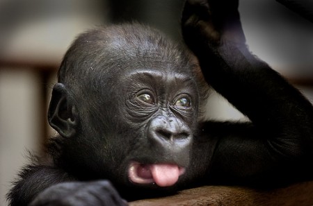cucciolo gorilla