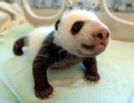 cucciolo panda