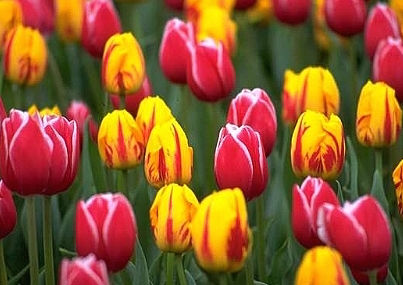 curare i tulipani