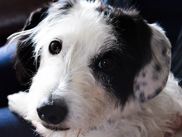 curiosita cani