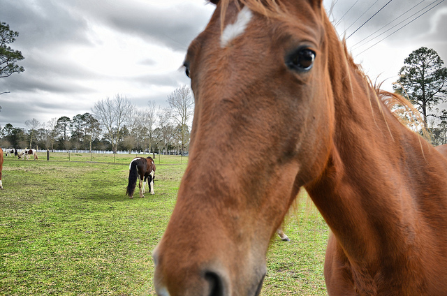 curiosità del cavallo