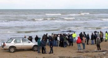 Capodogli spiaggiati a Bari: perchè sono morti?