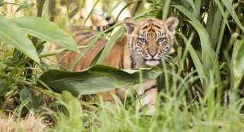Tigre in estinzione: le principali cause che stanno portando alla scomparsa