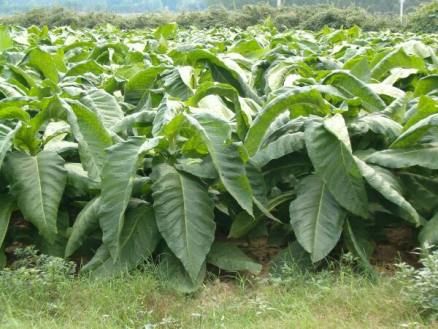 tabacco foglie