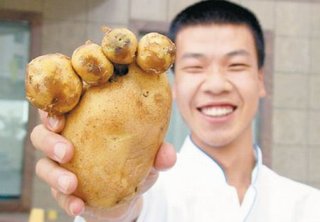 patata ogm