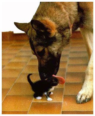 Gatto cane coccole