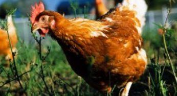 Allevamenti biologici: la Cina punta allo sviluppo