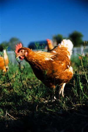Galline in un allevamento biologico