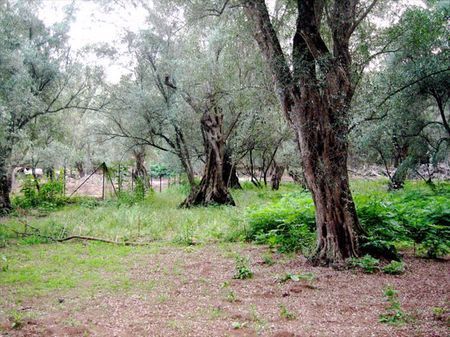 ambiente alberi
