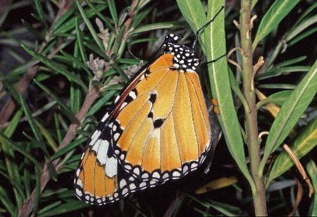 biodiversità unione europea