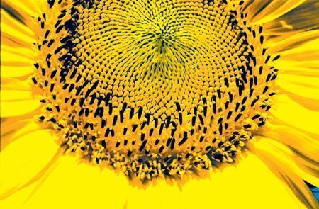 fonti rinnovabili semi girasole