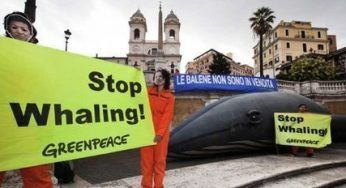 Greenpeace: balena in Piazza di Spagna contro la caccia