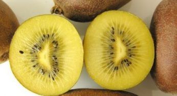 Agricoltura: kiwi italiani in pericolo, colpa di un virus
