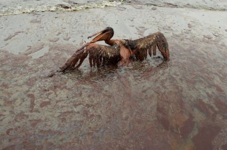 Pellicano ricoperto di petrolio in Louisiana