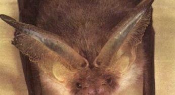 Bat Box: pipistrelli anti zanzare anche a Roma