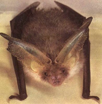 Pipistrello comune