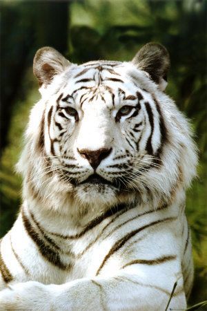 Una tigre siberiana