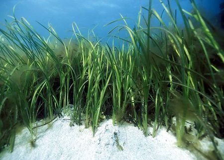 biocarburanti alghe sperimentazione