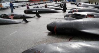 Animali: massacro di balene alle isole Far Oer
