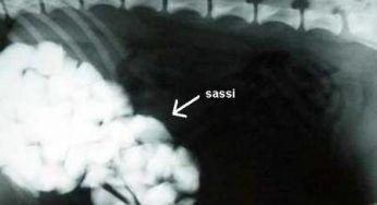 Animali: dalla Scozia un cane che mangia i sassi!