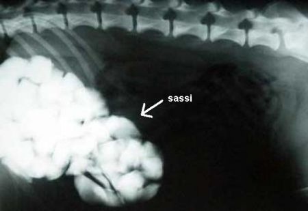 Cane mangia sassi, la lastra