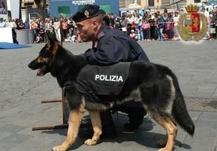 Cane poliziotto pastore tedesco