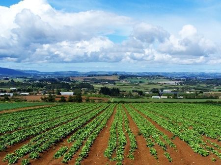 emissioni gas serra alimentazione