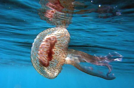 Medusa nel Mediterraneo