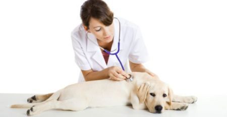 Pronto soccorso per animali