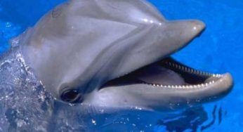 Animali: delfini, tradotto il loro linguaggio