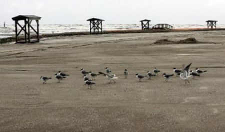 Spiaggia della Louisiana