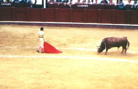 Corrida: toro e torero a distanza.