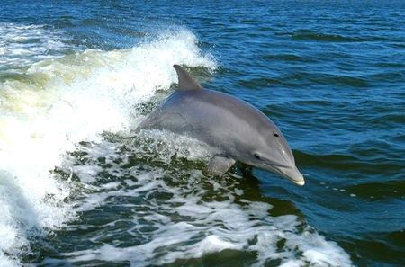 biodiversita cetacei a impatto zero