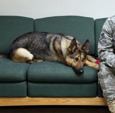 Cane militare