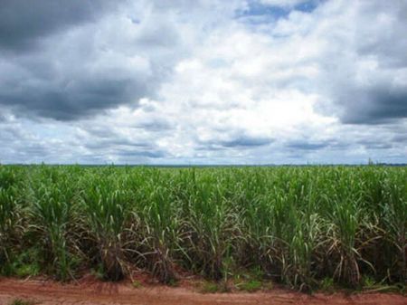 Eco-energie, maxi investimento nel bioetanolo brasiliano