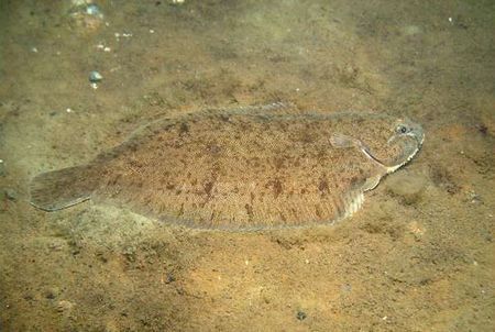 inquinamento mare santuario cetacei analisi sogliole