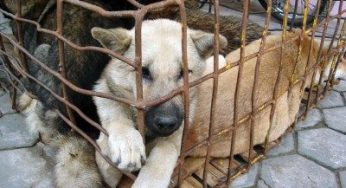 Maltrattamenti animali: ora le sanzioni sono più salate