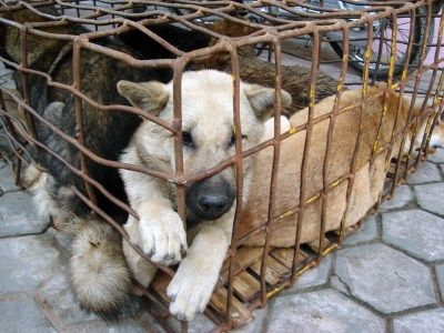 Maltrattamenti sugli animali