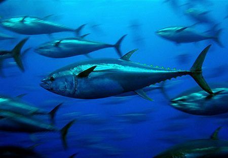 marea nera catena alimentare