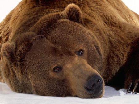 Un esemplare simile all'orso Dino.