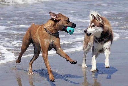 Spiaggia per animali, due cani che giocano