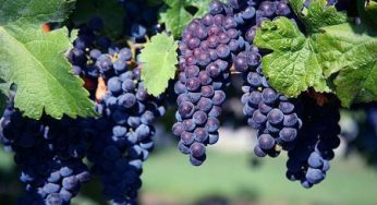 Vino biologico: carta europea presto sarà realtà