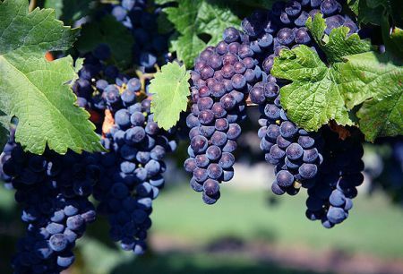Vino biologico.
