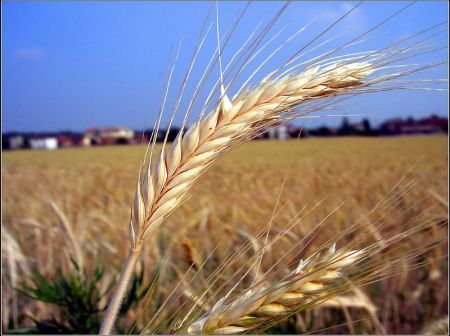 Agricoltura biologica.