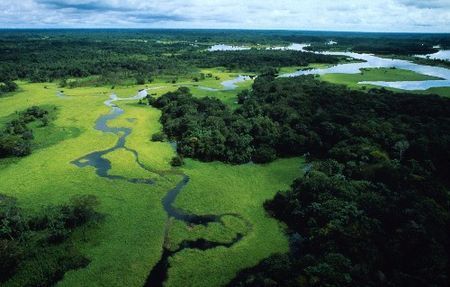 ambiente pericolo deforestazione amazzonia
