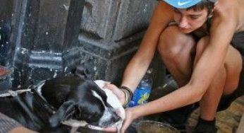 Animali: normative, tutele e cure gratis previste a Genova