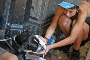 Animali cure