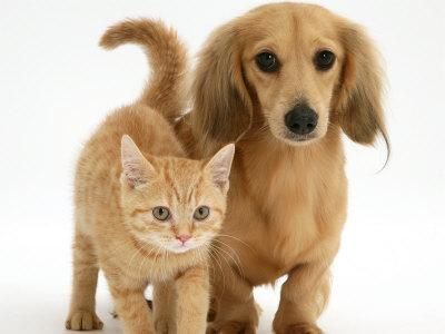Animali da compagnia