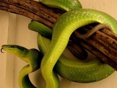 animali-esotici-serpente animali esotici serpente